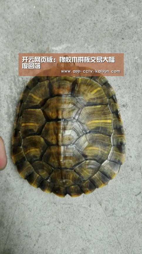 开云网页版：橡胶木拼板交易大幅度回落