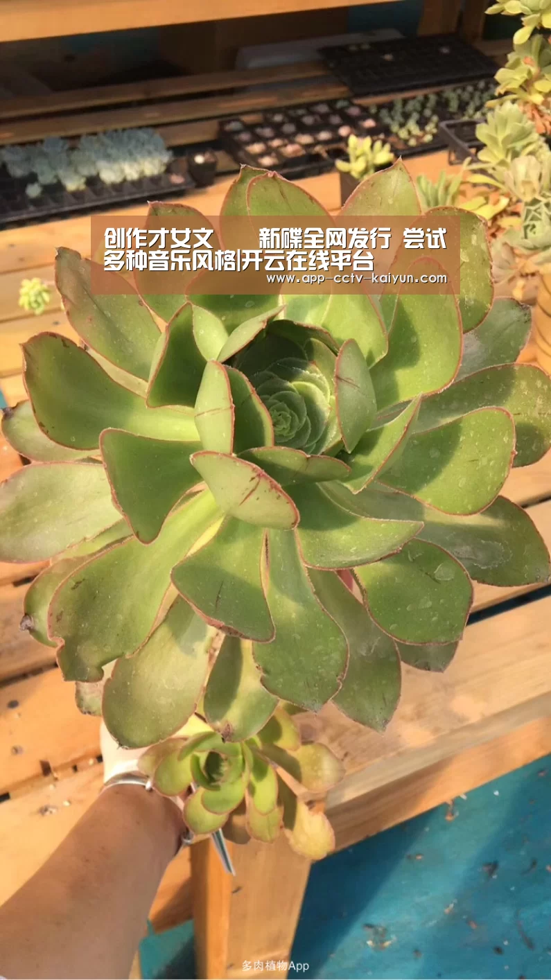 开云官网